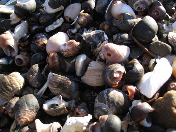 aseashells-seashore